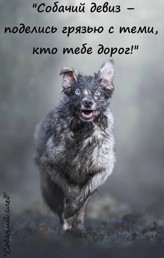 Собачий девиз