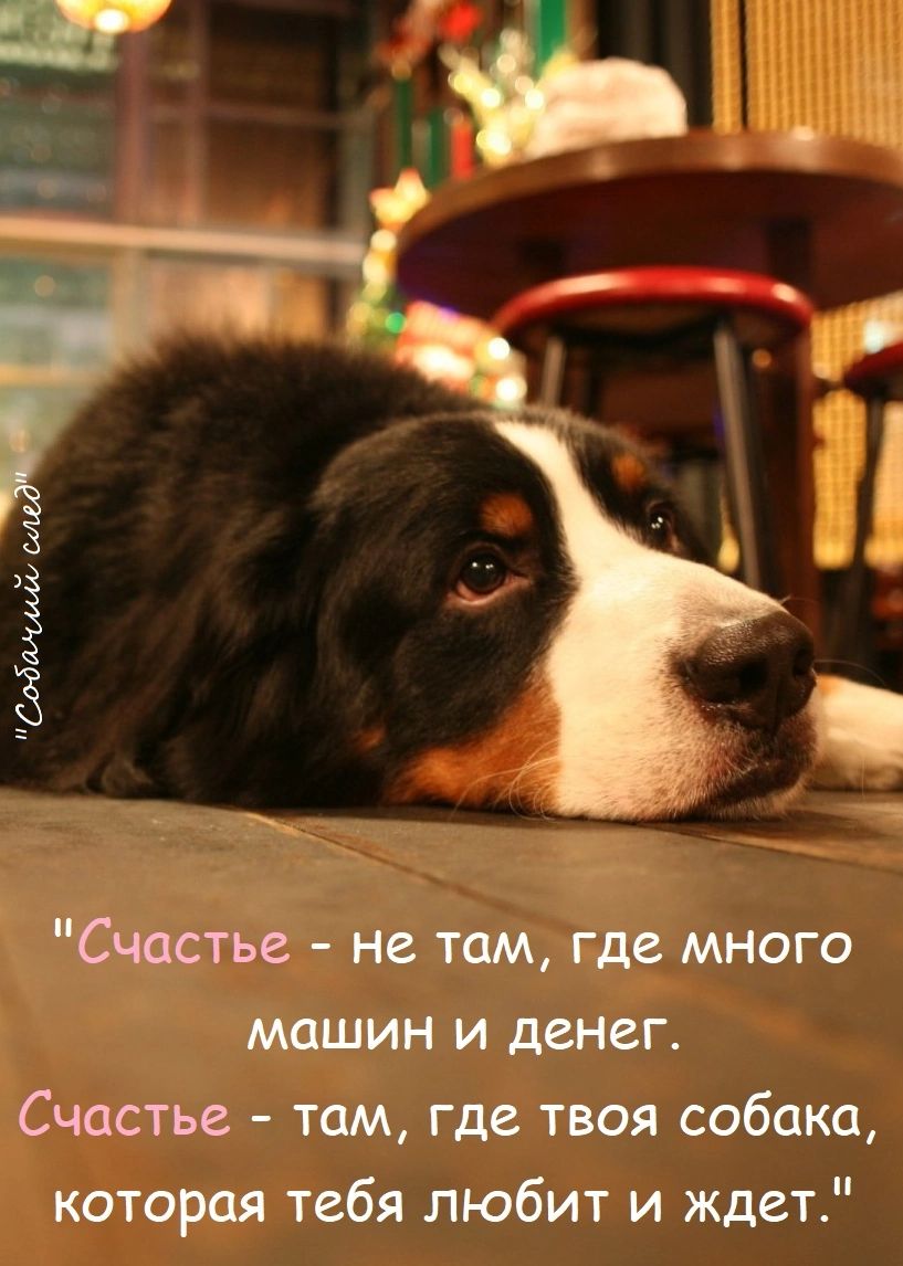 Спасти не там где много машин и денег Счастье том где тюя собака которая тебя любит и ждет