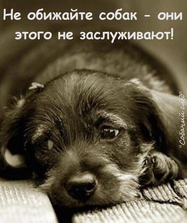 Не обижайте собак они этого не заслуживают