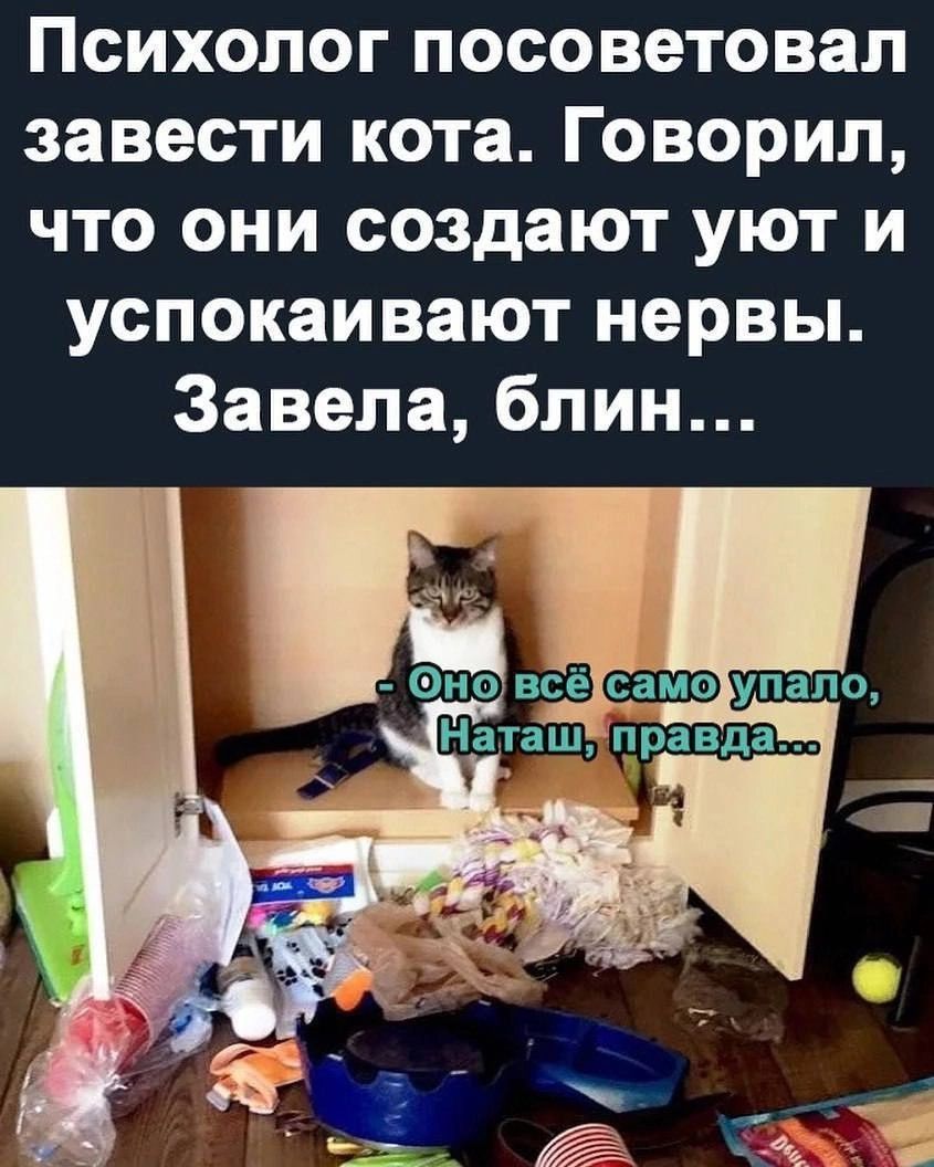 Психолог посоветовал завести кота Говорил что они создают уют и успокаивают нервы Завела блин