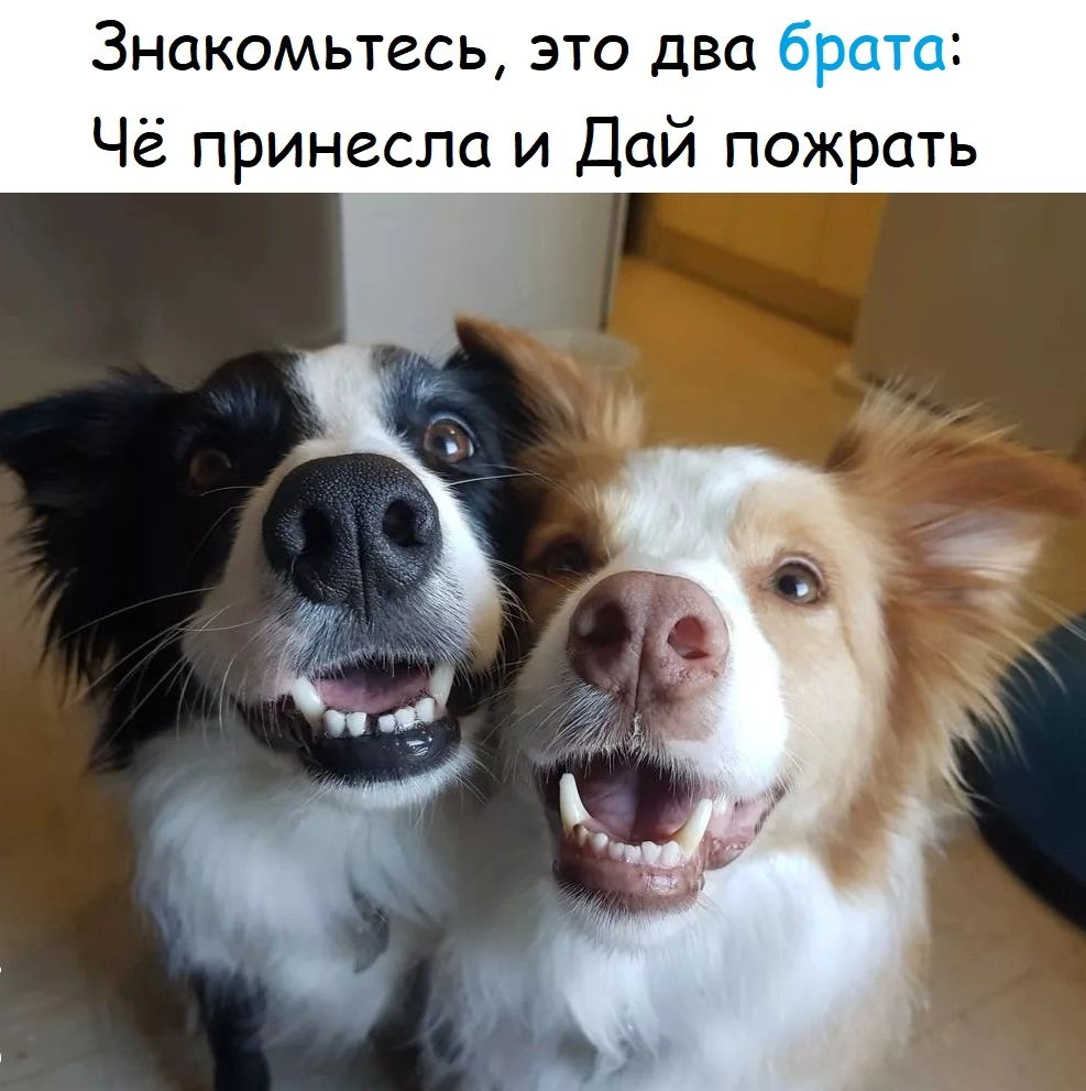 Знакомьтесь это два 1 Чё принесла и Дай пожрать