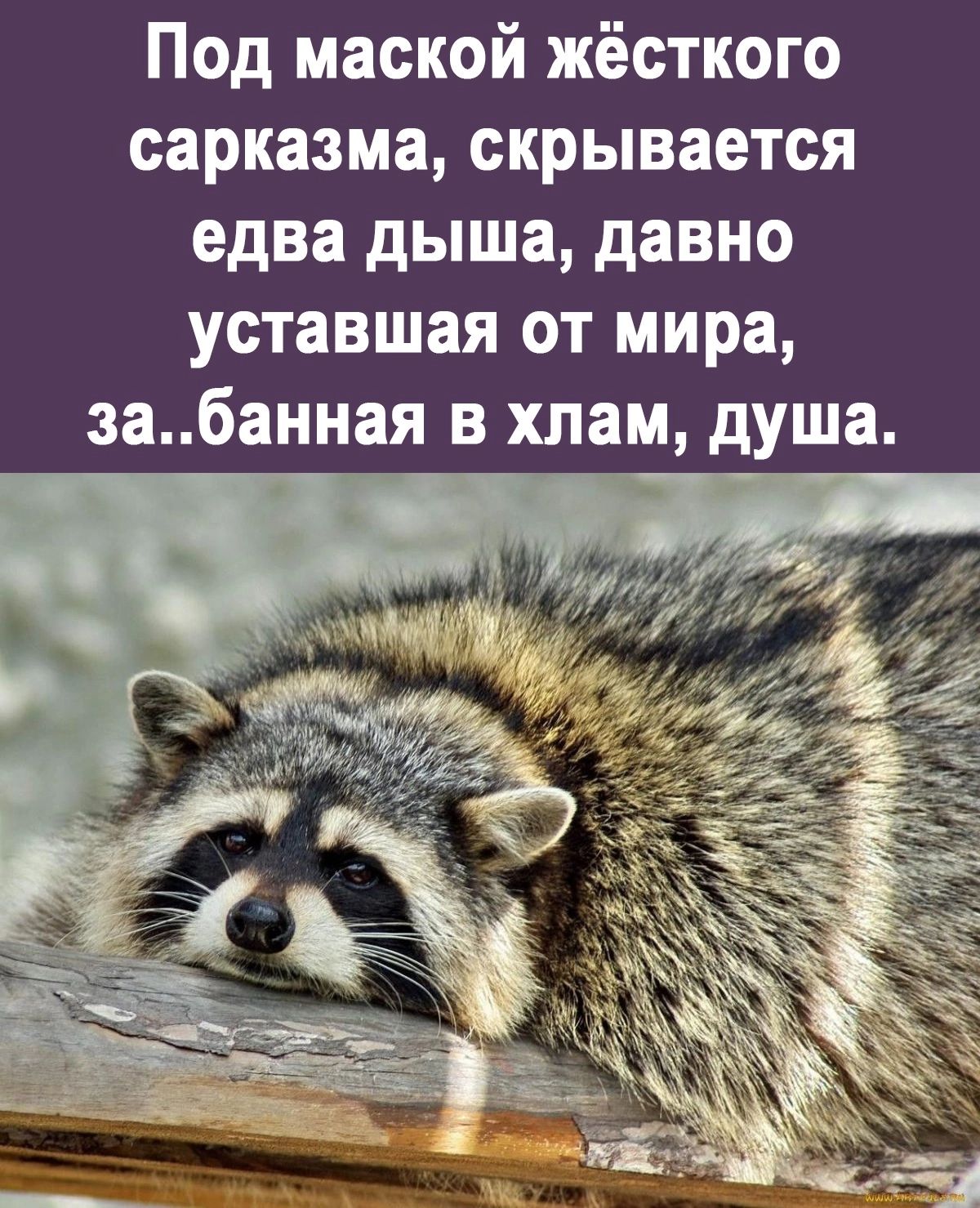 Под маской жёсткого сарказма скрывается едва дыша давно уставшая от мира забанная в хлам душа