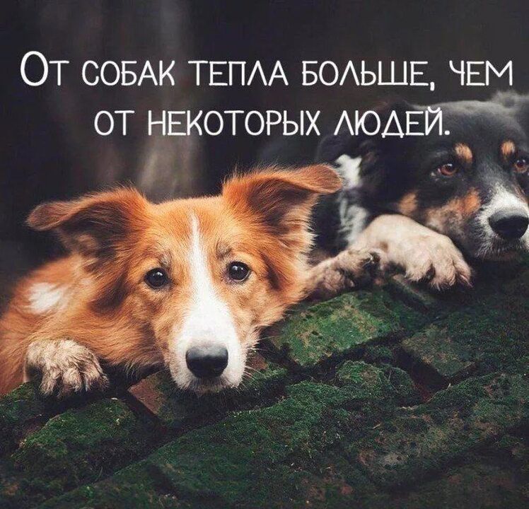 От СОБАК ТЕПАА БОАЬШЕ чгм от нвкоторых АЮАЕЧТЁ