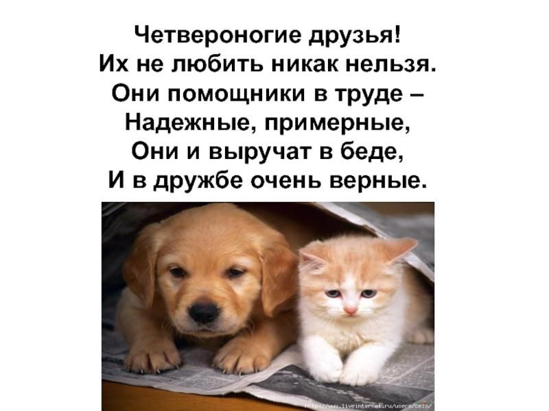 Четвероногие друзья Их не любить никак нельзя Они помощники в труде Надежные примерные Они и выручат в беде И в дружбе очень верные