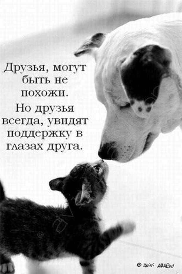 Друзья мк г_т быть не Ш х жп По друзья все гда ушшят поддержку в ГАНШХ други и наши