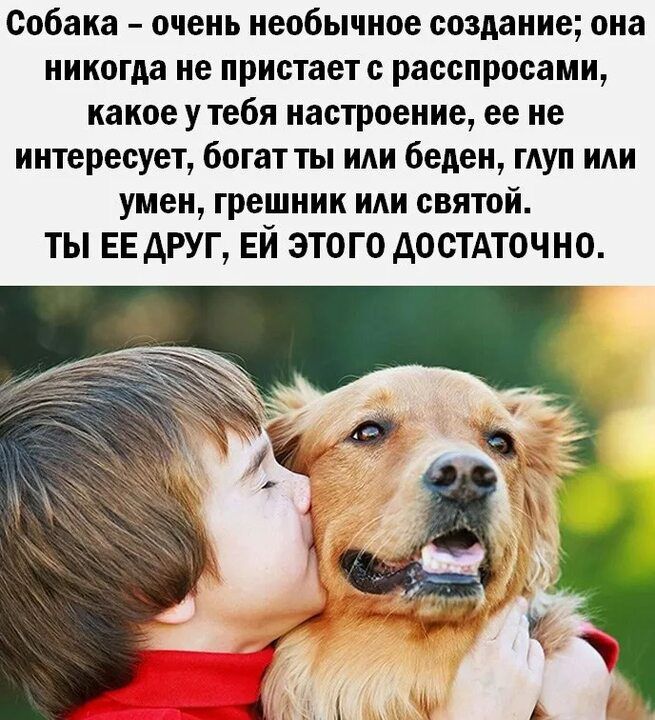 Собака очень необычное создание она никогда не пристает расспросами какое утебя настроение ее не интересует богат ты или беден гАуп ИАИ умен грешник или святой ТЫ ЕЕ ДРУГ ЕЙ ЭТОГО ДОСТАТОЧНО