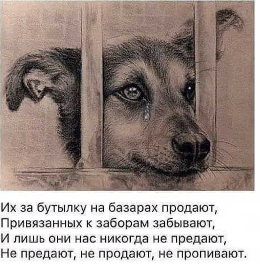 Их за бутылку на базарах продают Привязанных к заборам забывают И лишь ОНИ нас НИКОГда не предают Не предают не продают не пропивают