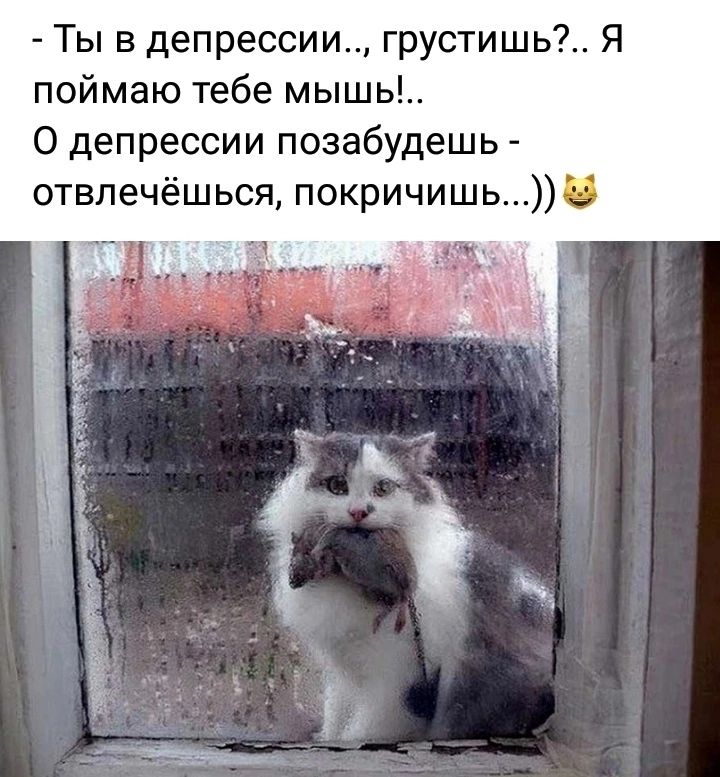 Ты в депрессии грустишь Я поймаю тебе мышь 0 депрессии позабудешь отвпечёшься покричишьЭ 5
