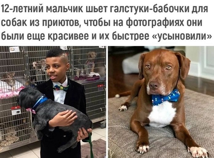 12 летний мальчик шьет галстуки бабочки для собак из приютов чтобы на фотографиях они были еще красивее и их быстрее усыношм