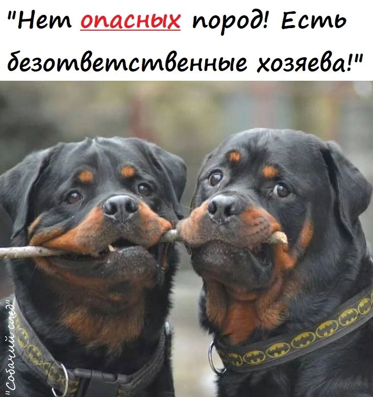 Нет опасны пород Есть безответственные хозяева _