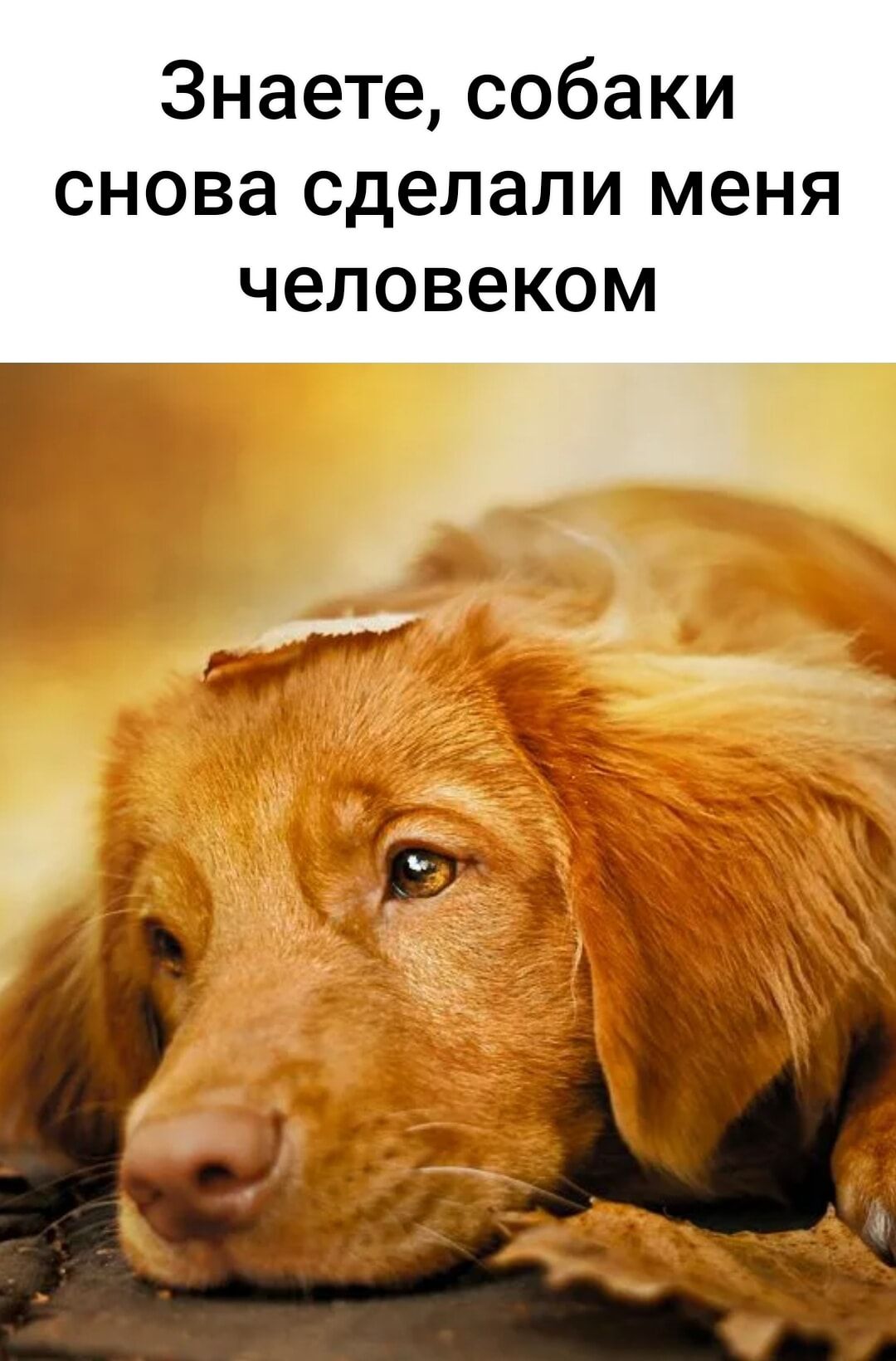 Знаете собаки снова сделали меня человеком