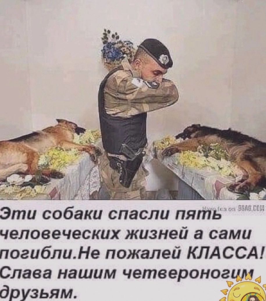 35 5 і Эти собаки спасли пять человеческих жизней а сами погиблиНе пожалей КЛАССА Слава нашим четвероногим друзьям