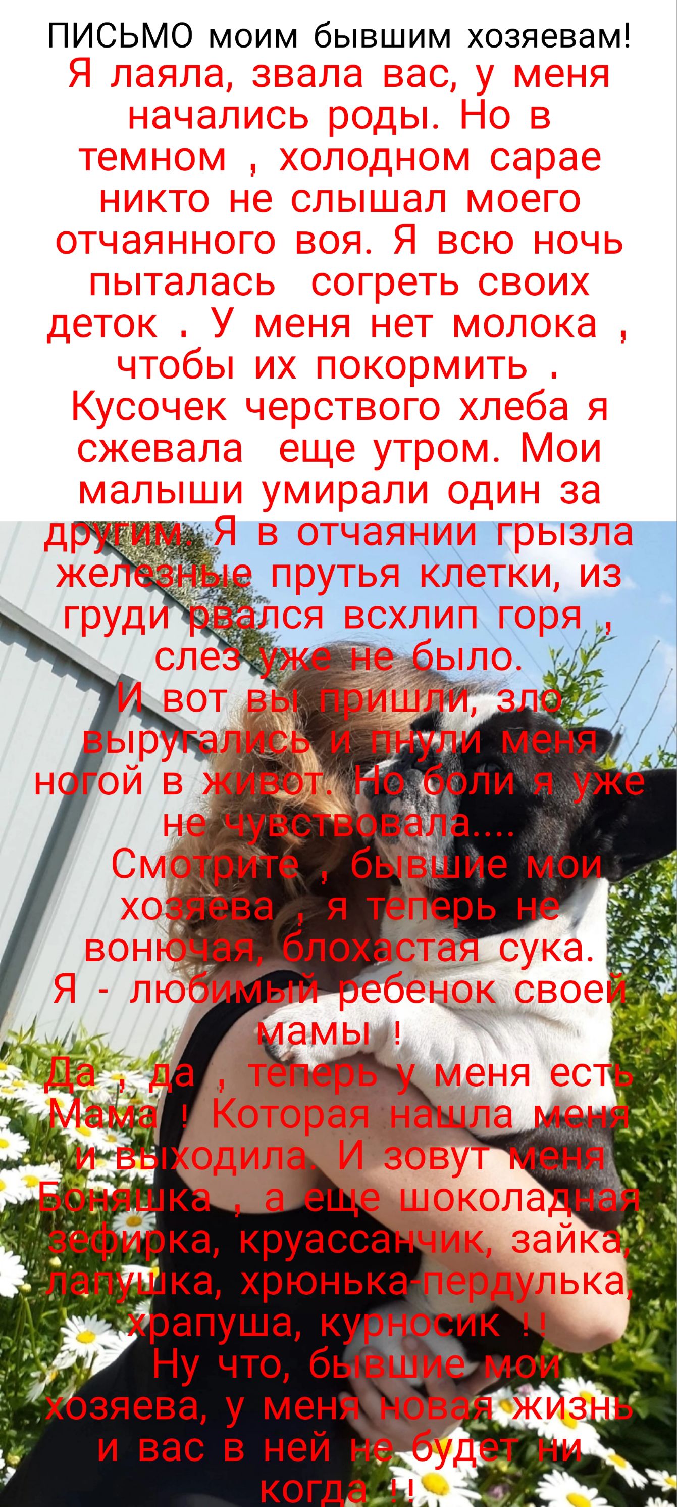 ПИСЬМО моим бывшим хозяевам ка круасса напитка хрюнька апуша курноСИк Ну что бывший мои