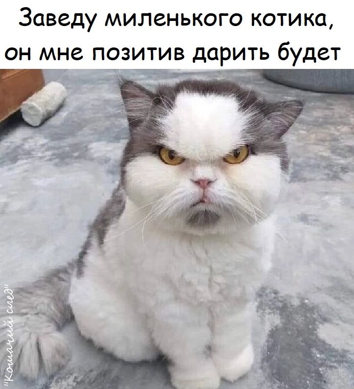 Заведу миленького котика он мне позитив дарить будет