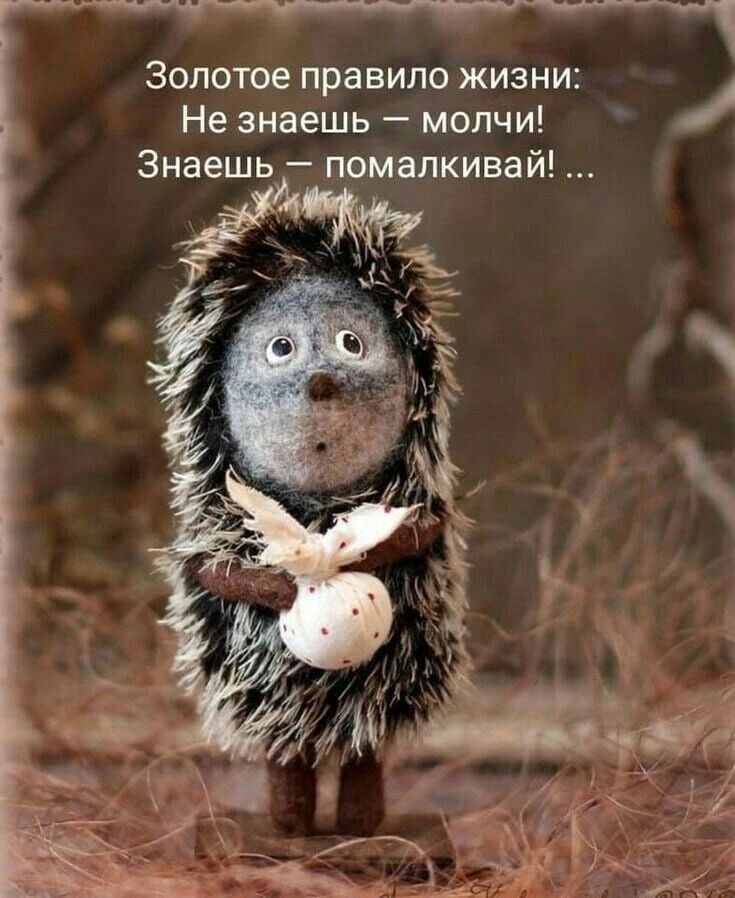 Золотое правило жизни Не знаешь молчи Знаешь помапкивай