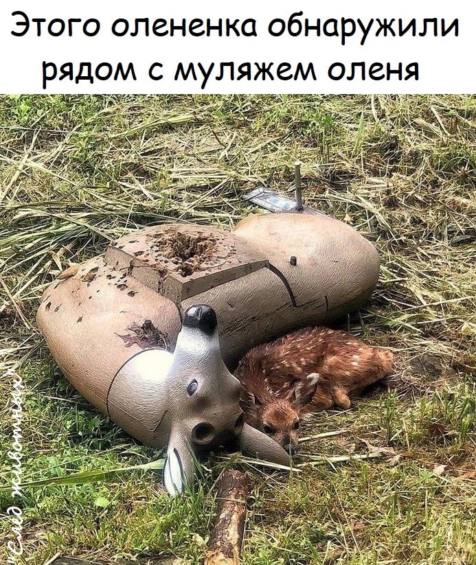 Этого олененка обнаружили рядом с муляжем оленя