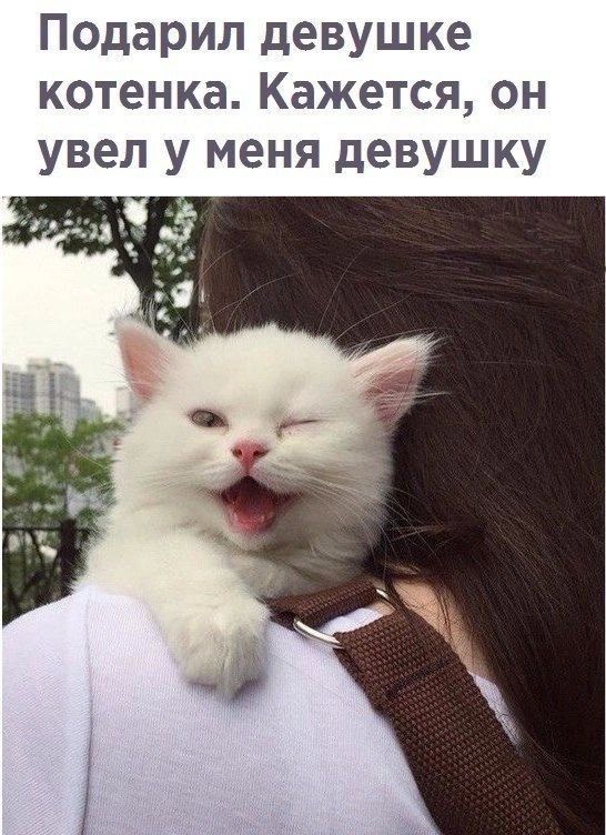 Подарил девушке котенка Кажется он увел у меня девушку