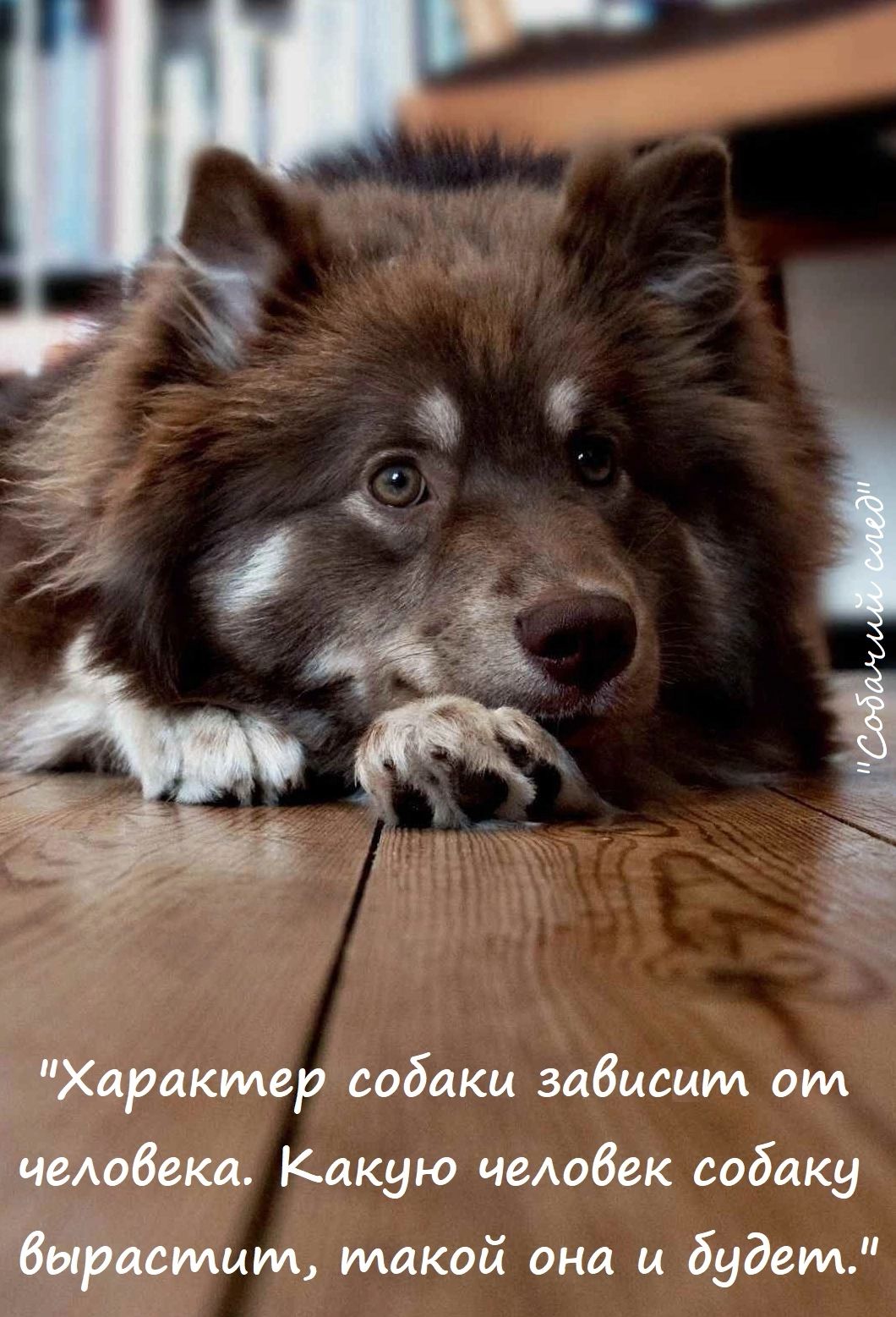 г ч Характер собаки забисмм от 6жа Какую чеАобек собаку мим такой она и будет