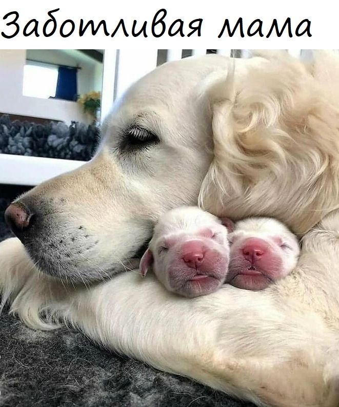 ЗаботАибая мама _