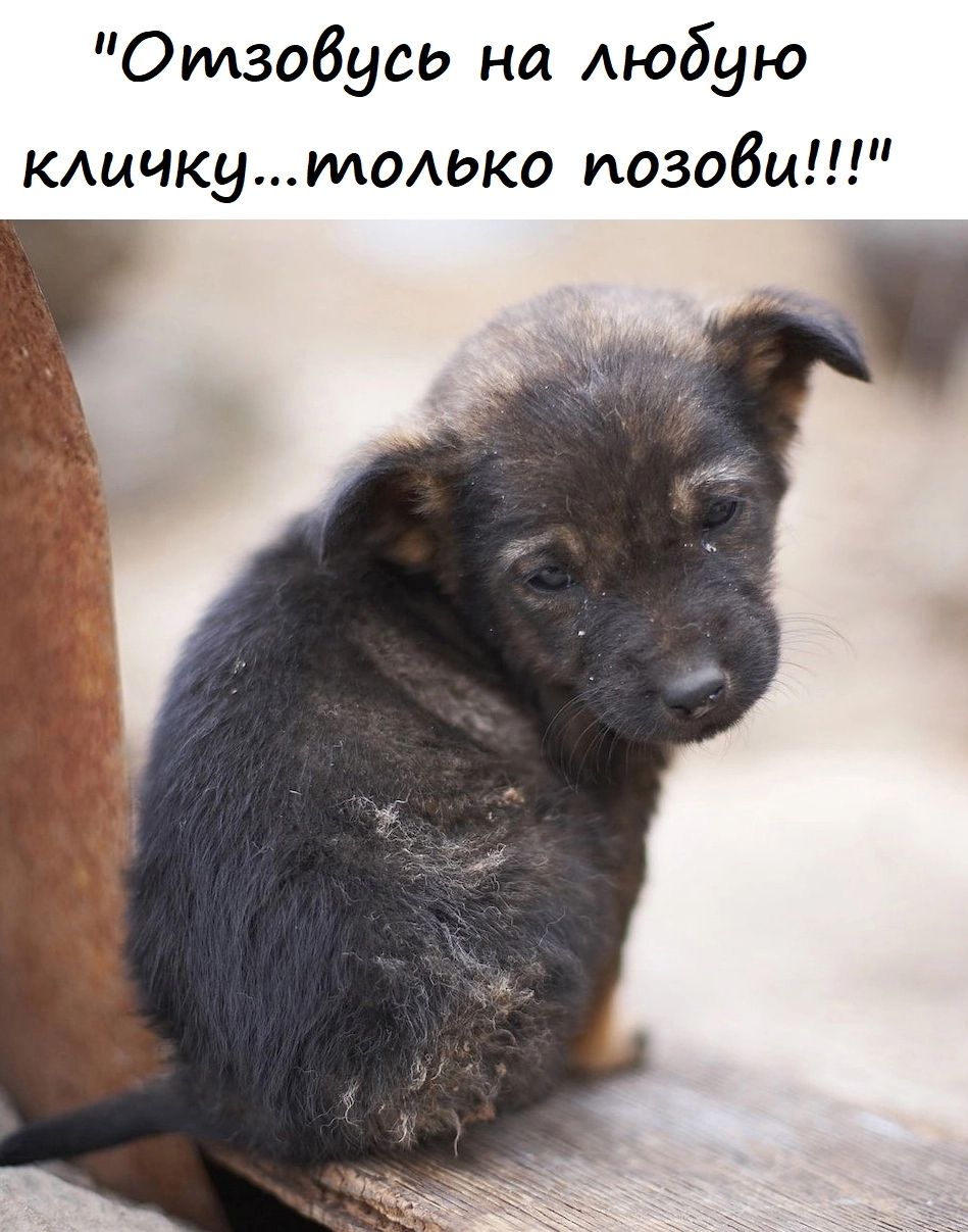 Отзобусь на любую кличкуил0ко позови