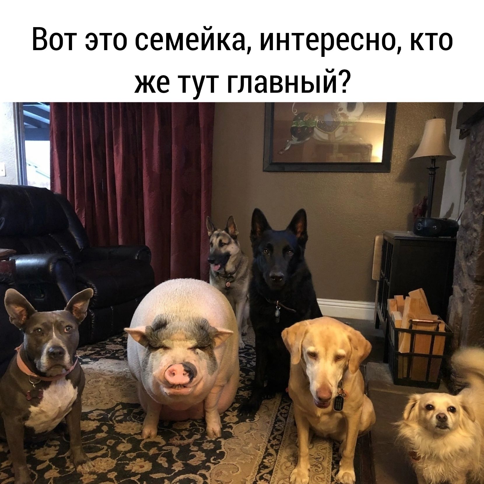 Вот это семейка интересно кто же тут главный
