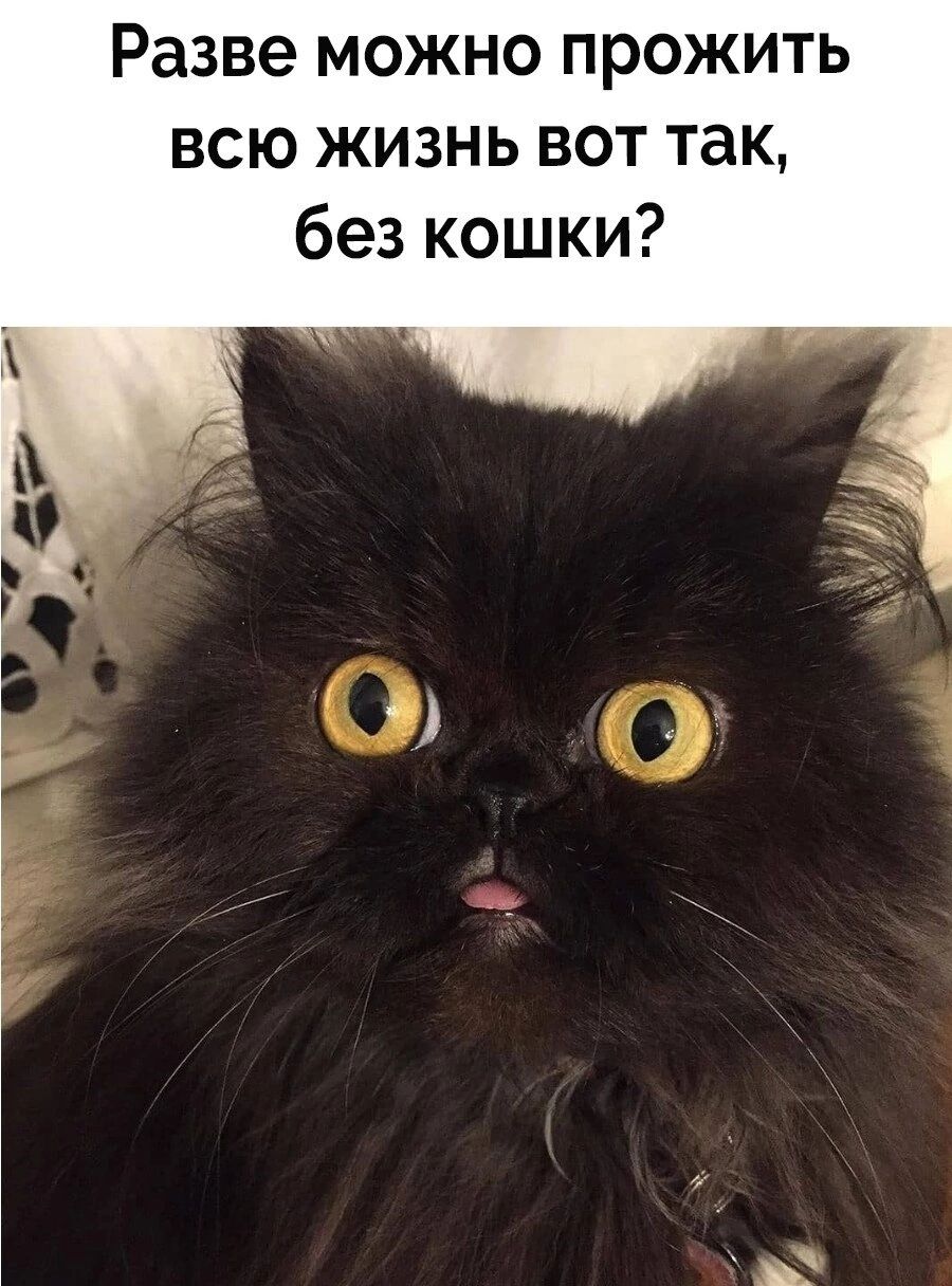 Разве можно прожить всю жизнь вот так без кошки