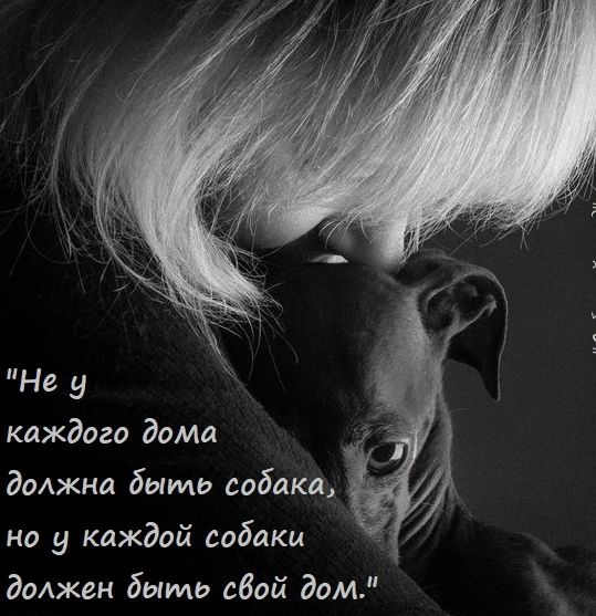 Не у каждого дома доАжна быть собака на у каждой собаки должен быть сбой дом