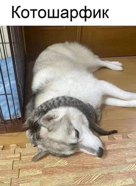 Котошарфик