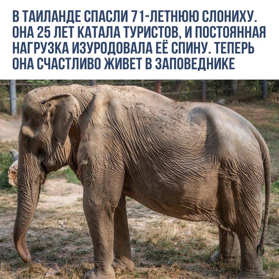 В ТАИЛАНДЕ СПАСЛИ 71 ЛЕТНЮЮ ВЛПНИХУ ПНД 25 ЛЕТ КАТАЛА ТУРИСТДВ И ППБТПЯННАП НАГРУЗКА ИЗУРПЛПВАПА ЕЕ ЕПИНУ ТЕПЕРЬ ОНД БЧАЕТЛИВП ЖИВЕТ В ЗАПОВЕДНИКЕ