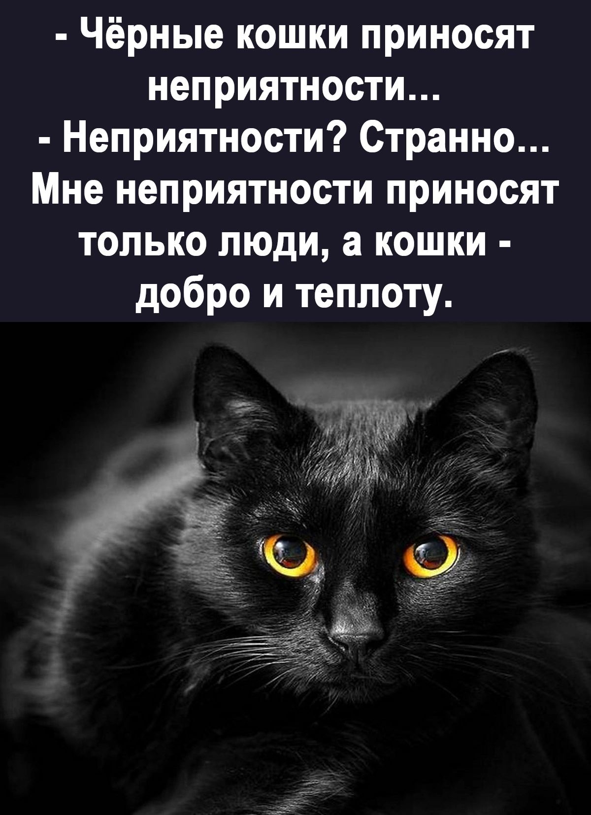 Чёрные кошки приносят неприятности Неприятности Странно Мне неприятности приносят только люди а кошки добро и теплоту
