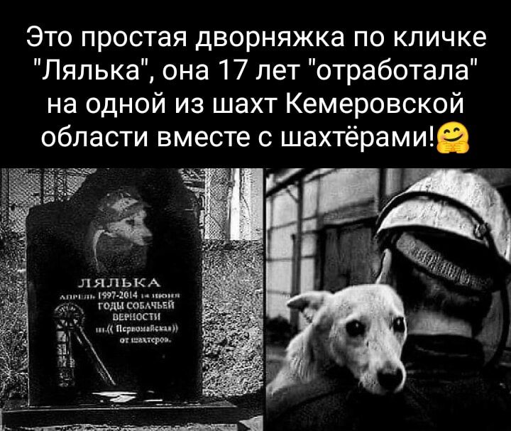 Это простая дворняжка по кличке Лялька она 17 лет отработала на одной из шахт Кемеровской области вместе с шахтёрамиіе 41 лялькА