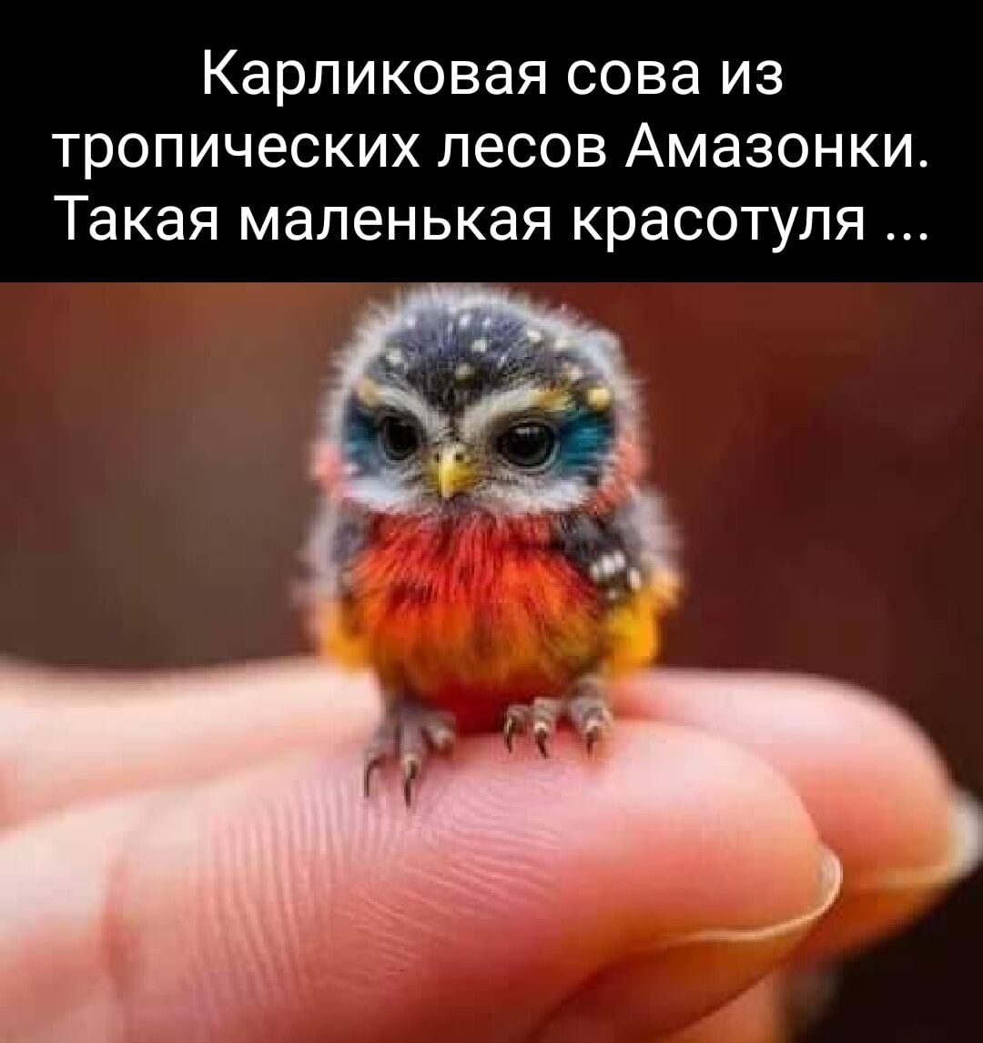 Карликовая сова из тропических лесов Амазонки Такая маленькая красотуля