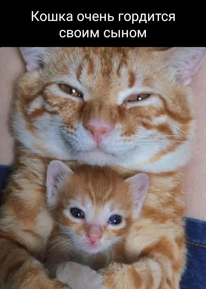 Кошка очень гордится своим сыном
