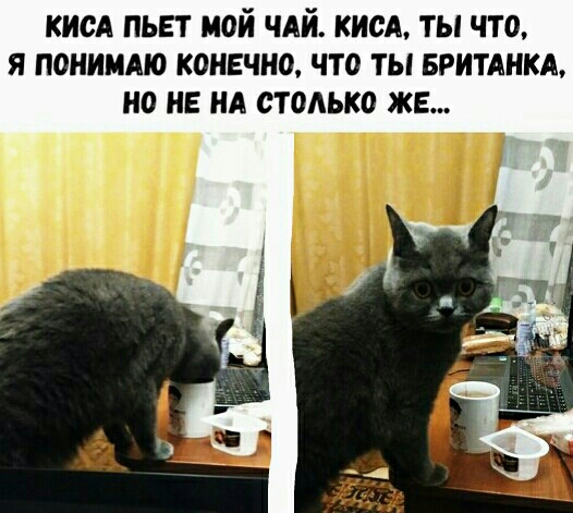 киса пьет мой чдй кисА ты что я пониимо конечно что ты БритАнкд но не НА столько же