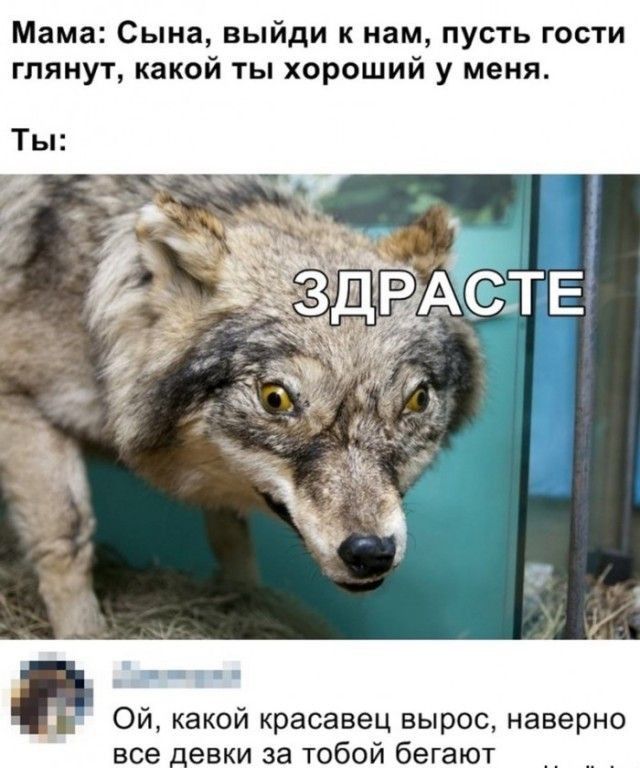 Мама Сына выйди к нам пусть гости глянут какой ты хороший у меня Шпв Ой какой красавец вырос наверно все _евки за тобой бегают