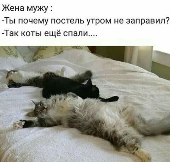 Жена мужу Ты почему постель утром не заправил Так коты ещё спали