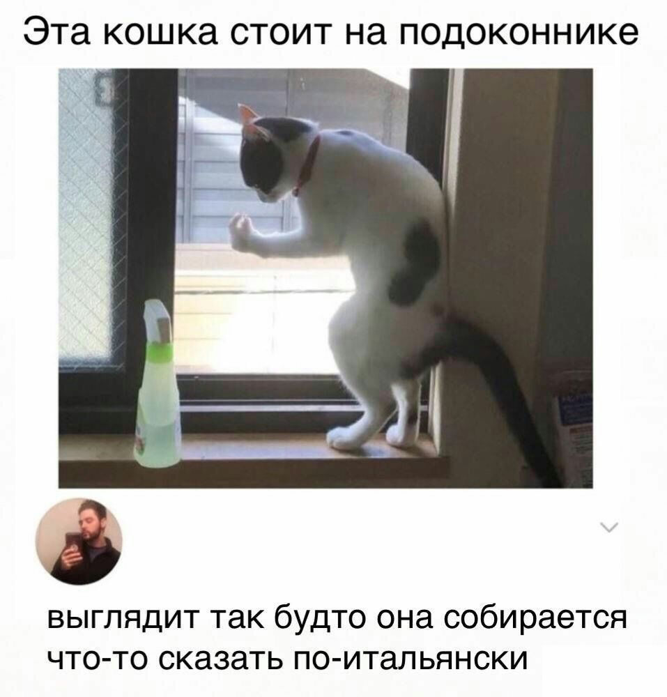 Эта КОШКЭ СТОИТ НЭ ПОДОКОННИКЭ выглядит так будто она собирается что то сказать по итальянски