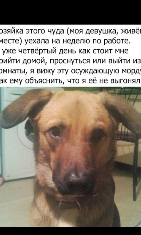 изяйка этого чуда моя девушка живё есге уехала на неделю по работе уже четвёртый день как сгоит мне нийти Домой проснуться или выйти из мнаты я вижу эту осуждающую морд к ему объяснить что я её не выгоняп и