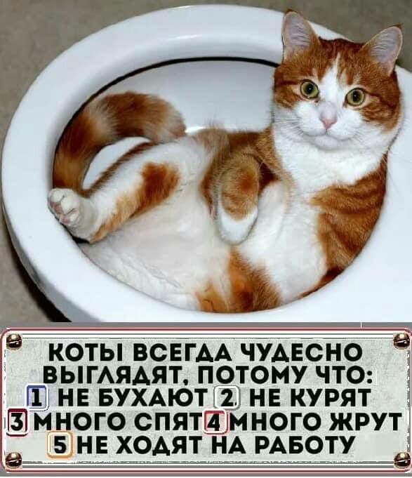 КОТЫ ВСЕГАА ЧУАЕОНО ВЫГАЯАЯТ ПОТОМУ ЧТО Щ НЕ БУХАЮТГіЭ НЕ КУРЯТ П ЗМНОГО СПЯТЩМНОГО ЖРУТ 5 НЕ ХОАЯТ НА РАБОТУ