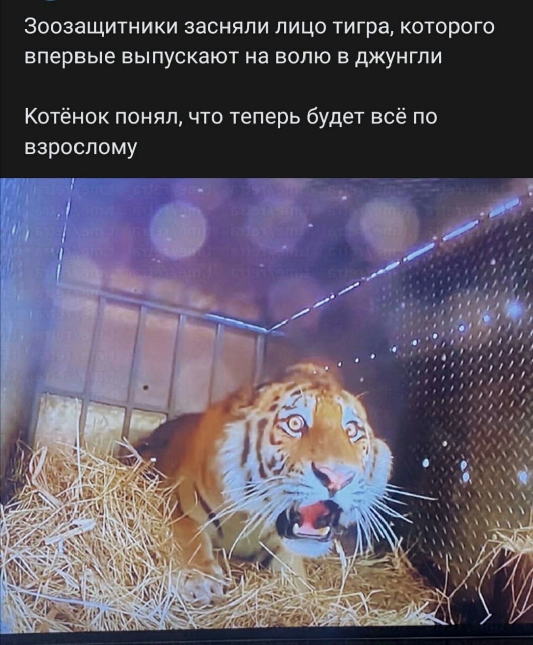 Зоозащитники засняли лицо тигра которого впервые выпускают на волю в джунгли Котёнок понял что теперь будет всё по взрослому