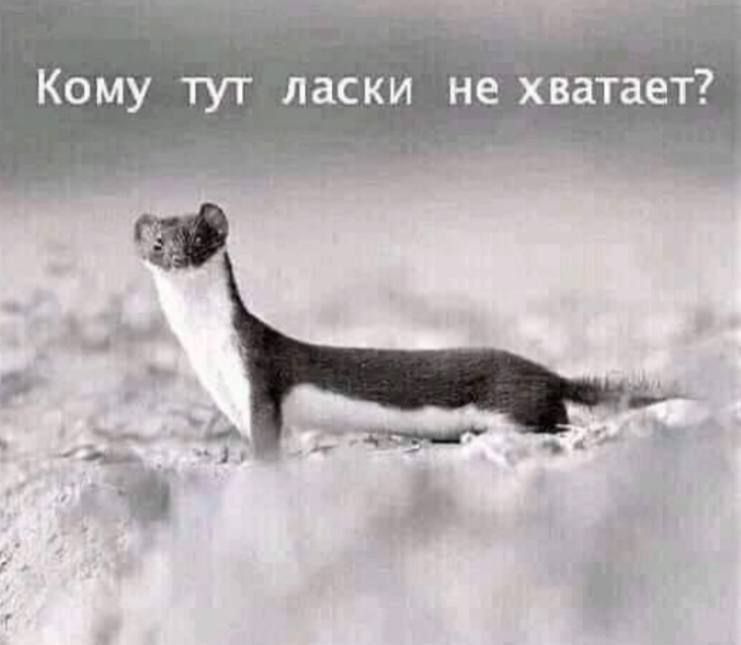 Кому тут ласки не хватает