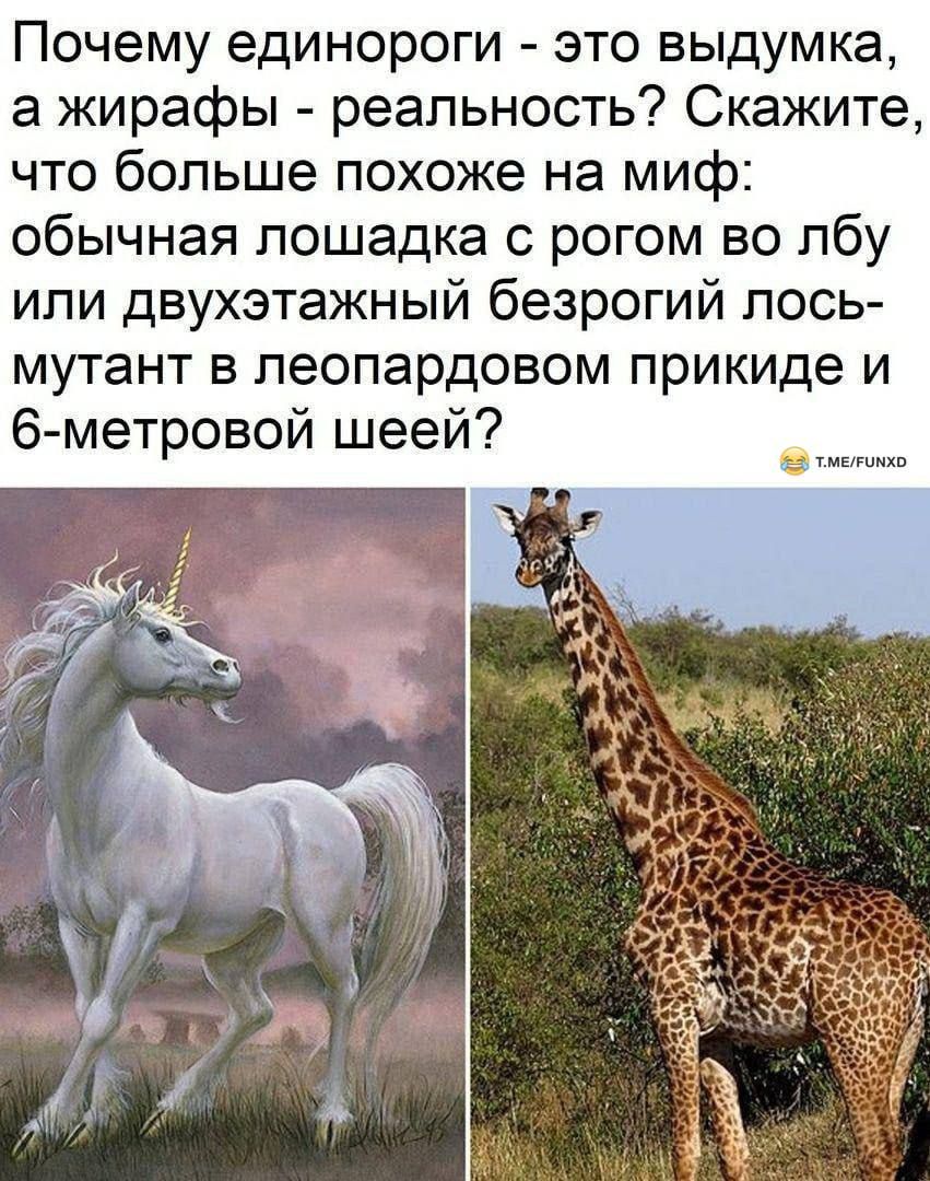 Почему единороги это выдумка а жирафы реальность Скажите что больше похоже на миф обычная лошадка с рогом во лбу или двухэтажный безрогий лось мутант в леопардовом прикиде и 6 метровой шеей