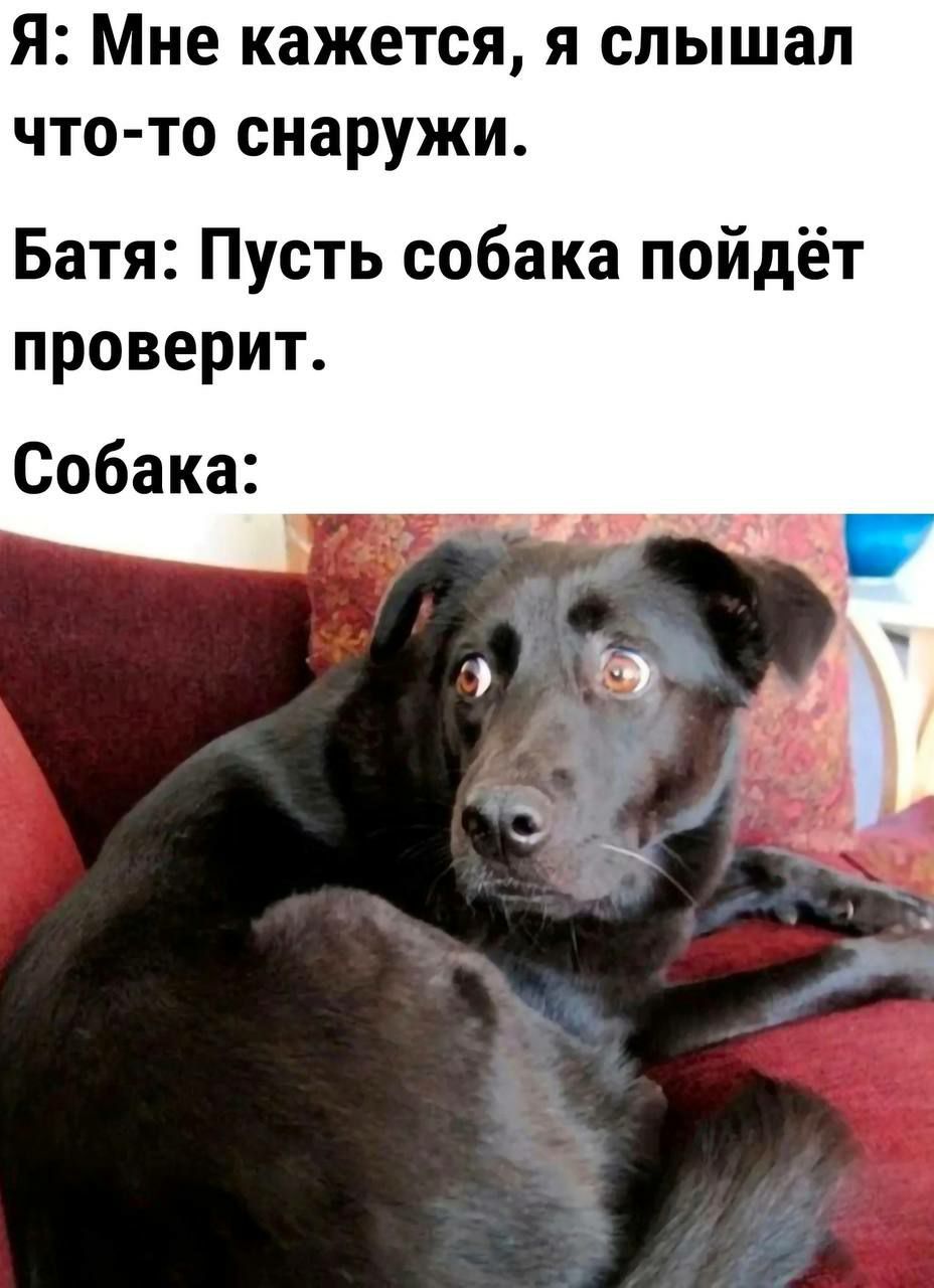 Я Мне кажется я слышал что то снаружи Батя Пусть собака пойдёт проверит Собака