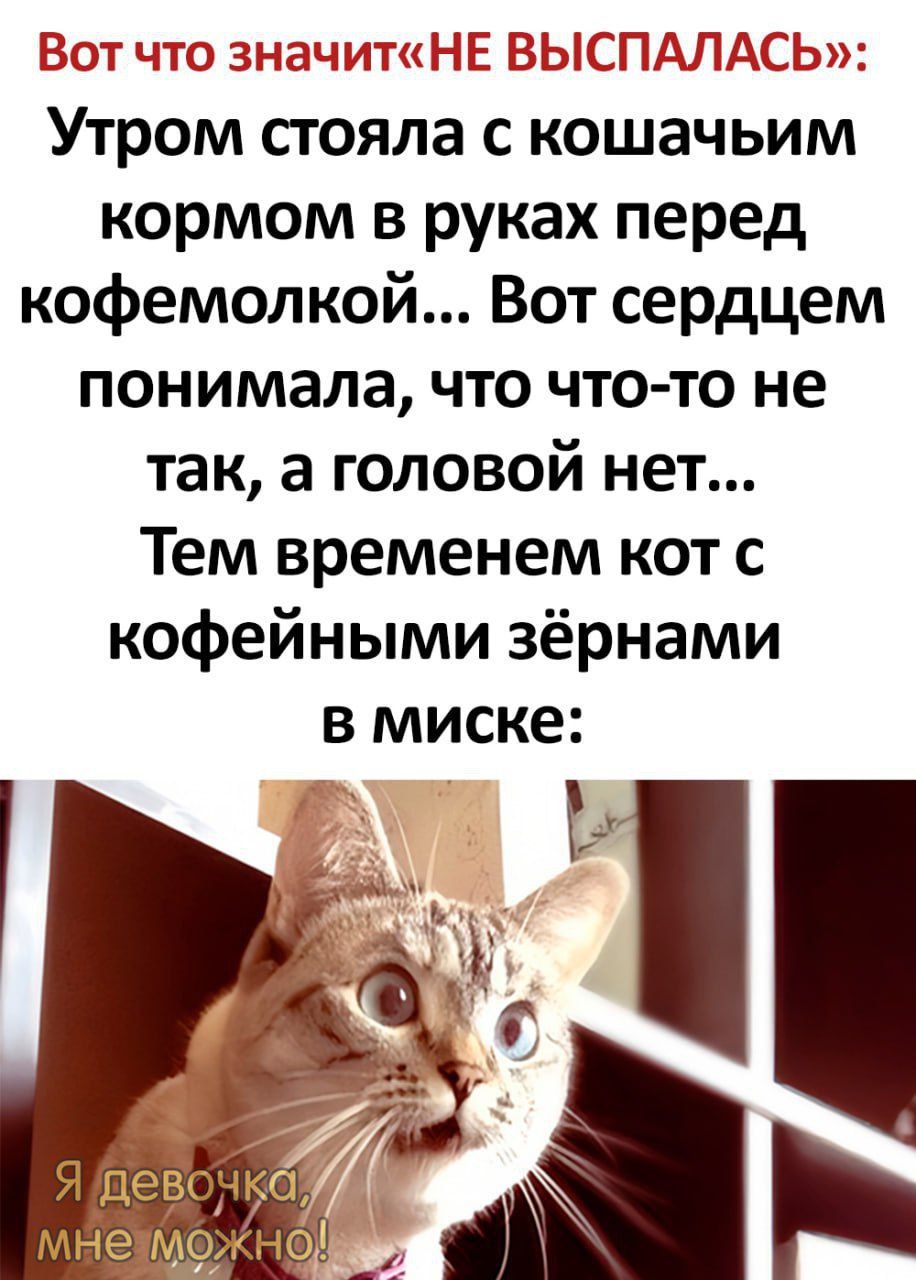 ботчто знайдт Утром стояла с кошачьим кормом в руках перед кофемолкой Вот сердцем понимала что что то не так а головой нет Тем временем кот с кофейными зёрнами в миске