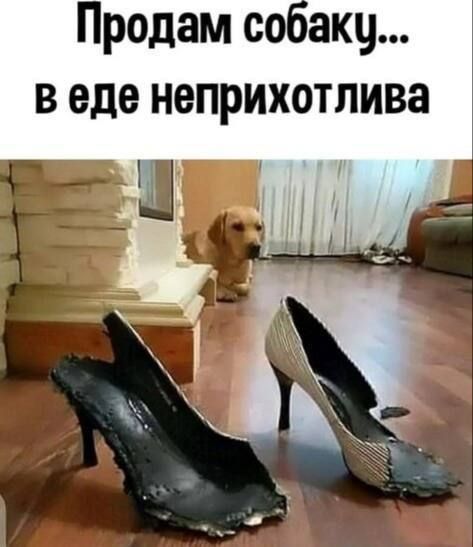 Продам со аку в еде неприхотлива