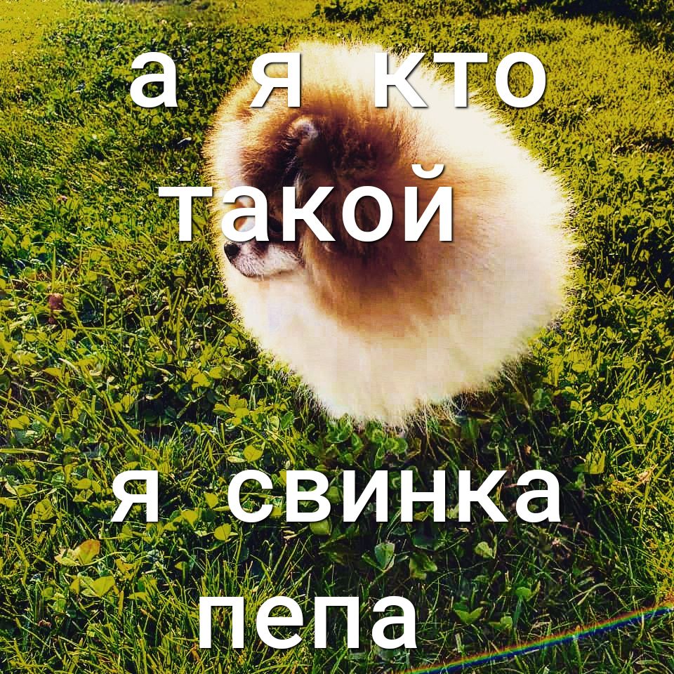 Я свинка олепа ос