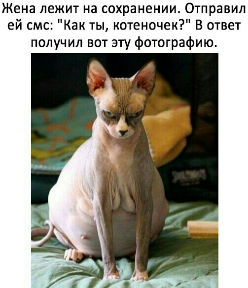 Жена лежит на сохранении Отправил ей смс Как ты котеночек В ответ получил вот эту фотографию