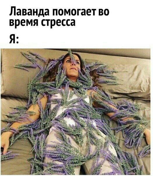 Лаванда помогает во время стресса