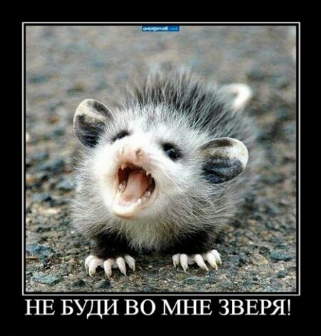 НЕ УДИВОМНЕЗВЕРЯ