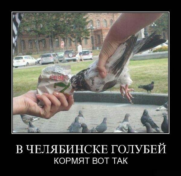 В ЧЕЛЯБИНСКЕ ГОЛУБЕЙ КОРМЯТ ВОТ ТАК